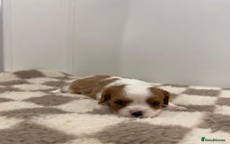 Cavalier King Charles Spaniel dogs for sale: Cavalier King Charles Spaniel  - Image 14