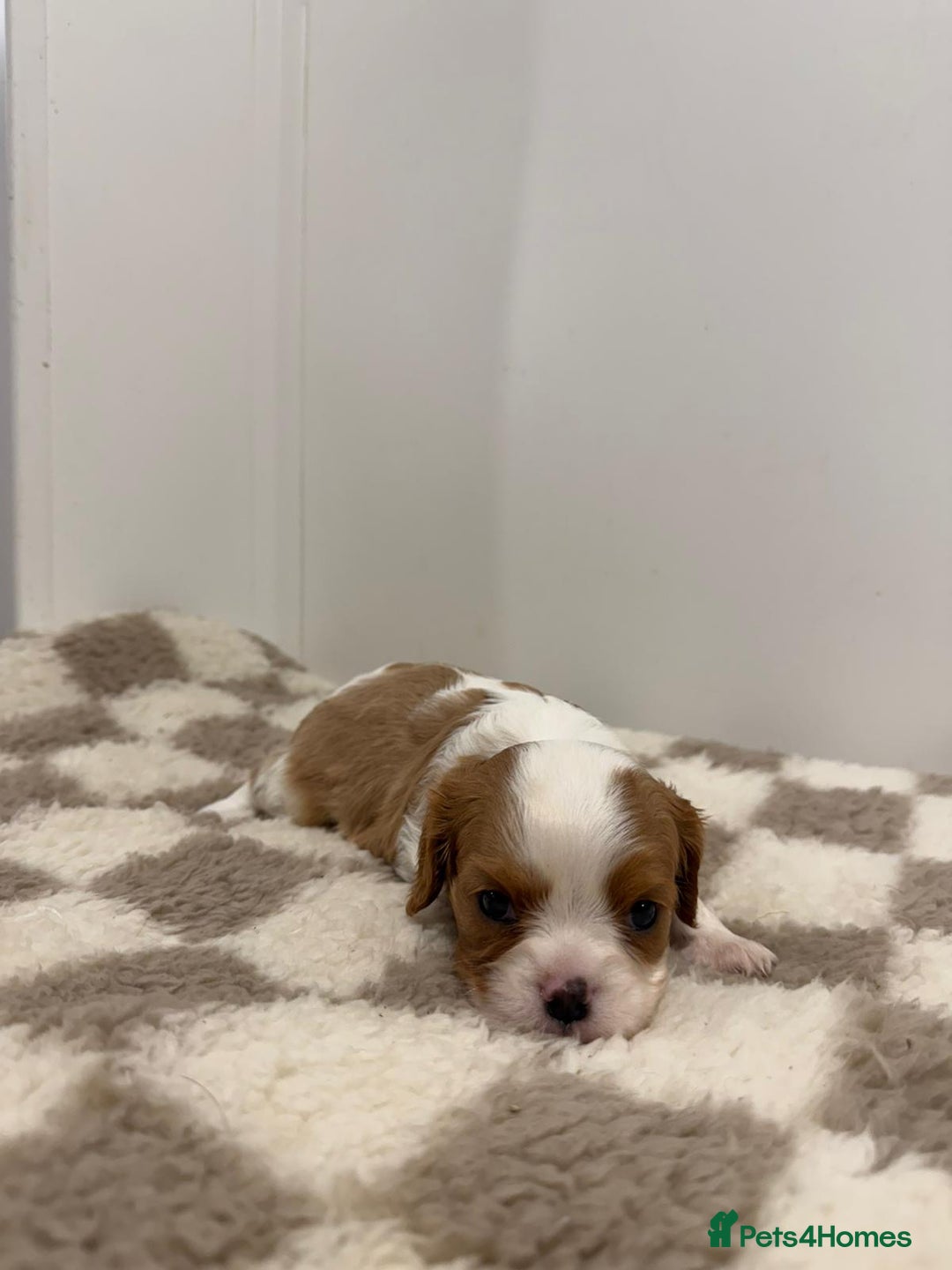 Cavalier King Charles Spaniel dogs for sale: Cavalier King Charles Spaniel  - Image 14