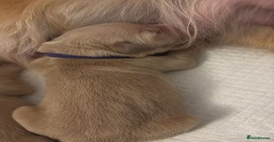 Golden Retriever dogs - Advert 1