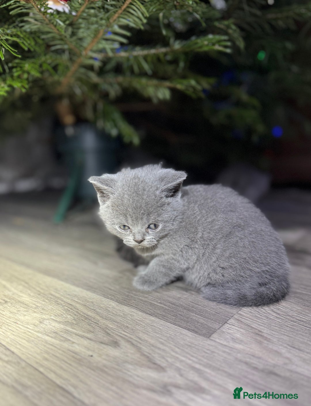 British Shorthair cats for sale: Beautiful British Shorthair Blue Kittens Available - Advert 15