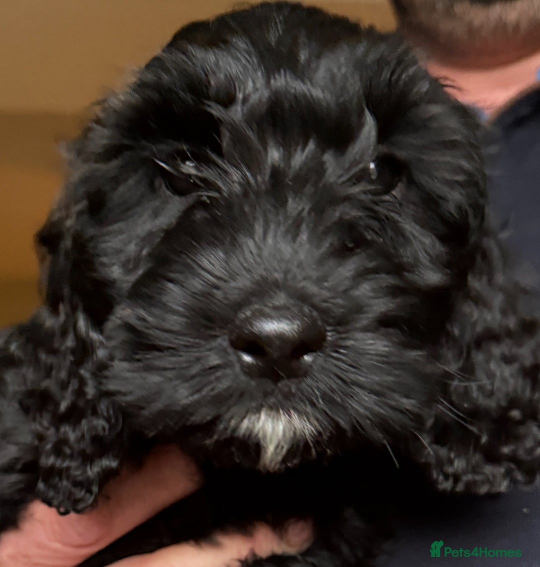 Cockapoo dogs for sale: Cockapoo Puppies  - Image 1