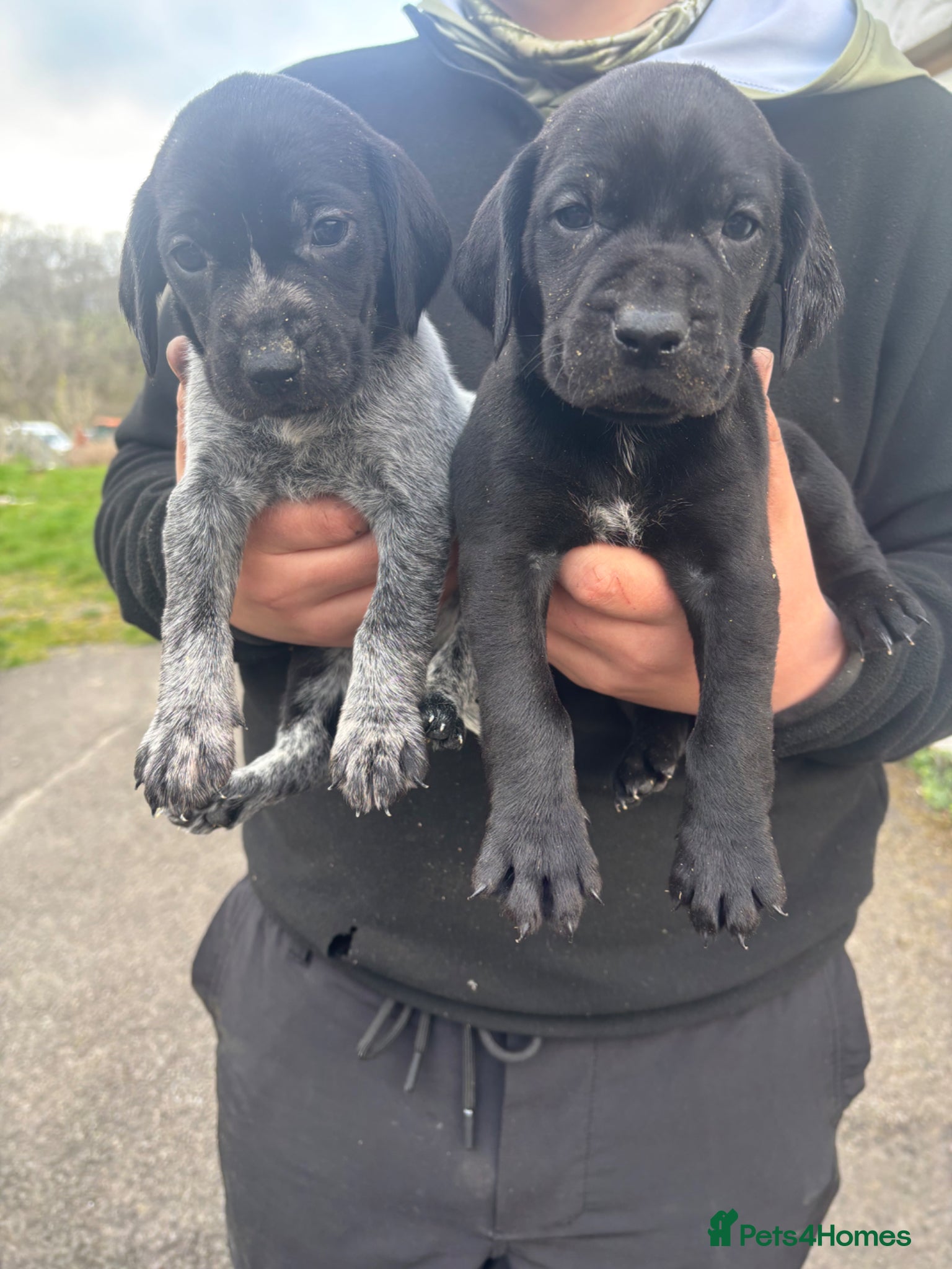 German Shorthaired Pointer dogs GSP KC REGISTERED PUPPIES ONLY 2 girls left - Advert 1