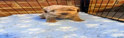 Cockapoo dogs for sale: F1B cockapoos ready for homes now  - Advert 11