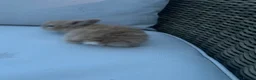 Lionhead rabbits for sale: Male lion head 8 weeks old  - Advert 6