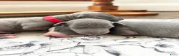Italian Greyhound dogs for sale: Outstanding KC reg Italian greyhound puppies  - Advert 6