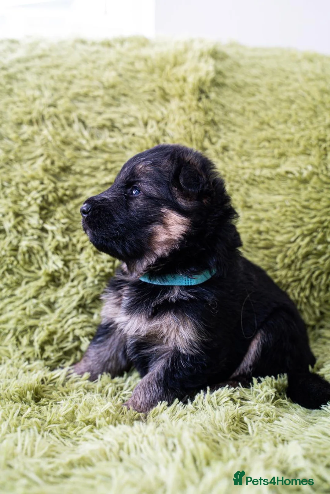 German Shepherd dogs for sale: Fabulous Pups out of Xandor di Casa Massarelli - Advert 4