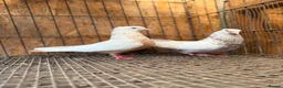 Pigeons birds for sale: IMPORTED IRANIAN SINEH PIGEONS - Advert 8