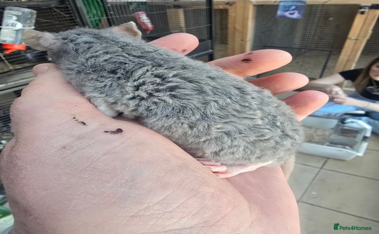 Rat rodents - Advert 3