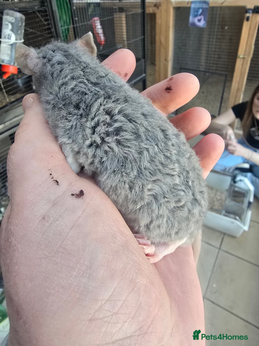 Rat rodents for sale: Babies rats, rex, dumbos and fancy - Image 1