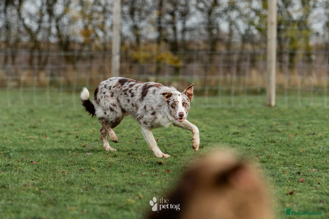 Border Collie dogs for stud: ISDS/KC duel reg Health tested for stud  - Advert 3