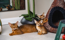 Abyssinian cats for sale: One of the Kind Abyssinian Girl-Champions Pedigree - Image 38