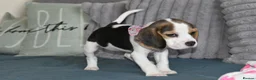 Beagle dogs for sale: Beautiful beagle puppies  - Advert 17