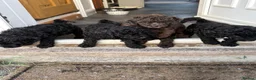 Cockapoo dogs for sale: Mini f1b cockapoos  - Advert 12