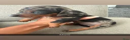 Miniature Dachshund dogs for sale: Stunning Miniature Dachshunds  - Advert 22