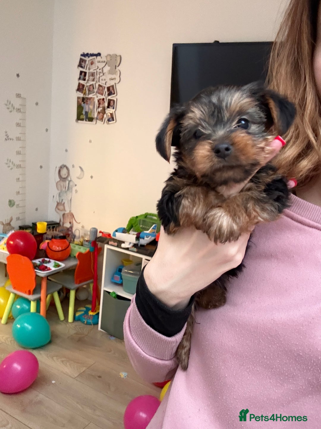 Yorkshire Terrier dogs for sale: Yorkshire puppy - Advert 5