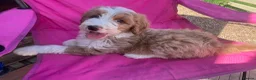 Bordoodle dogs for sale: Last boy ready to be your very best friend  - Advert 5