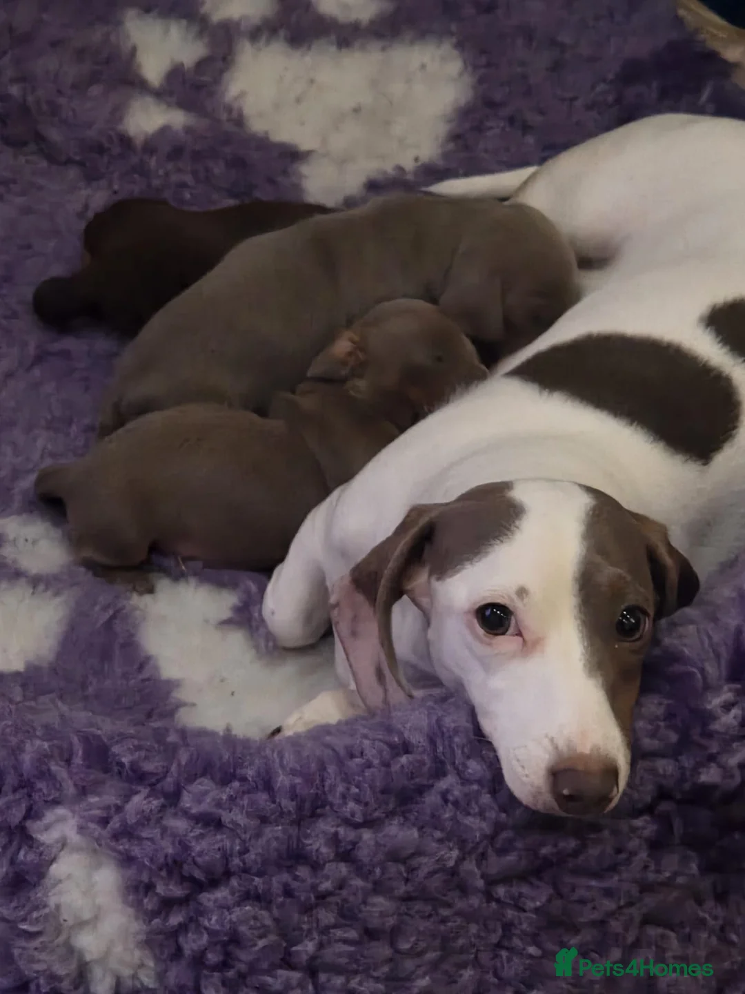 Miniature Dachshund dogs for sale: Miniture Daschund Puppies  - Advert 2