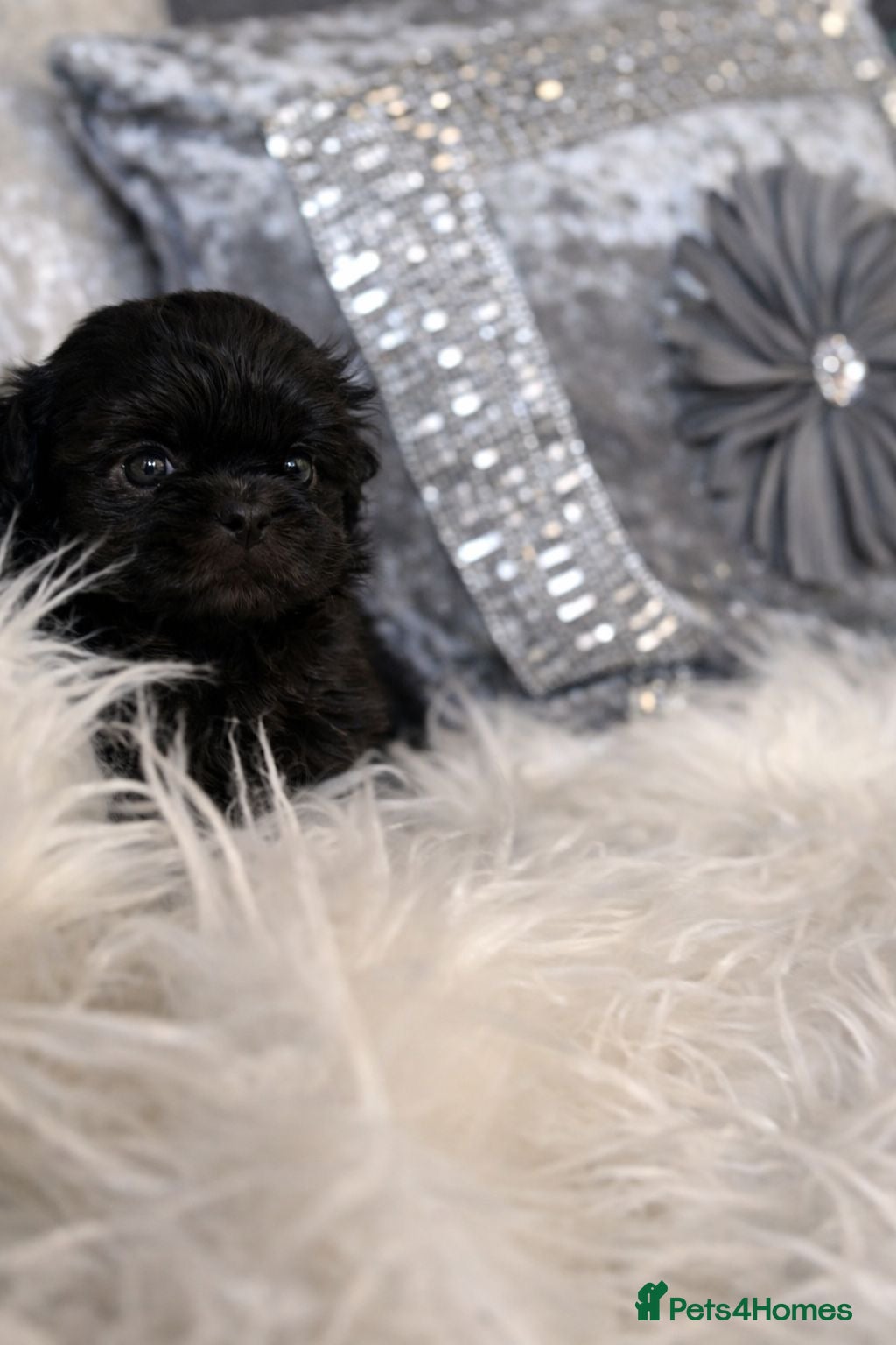 Shih Tzu dogs KC Reg Health Tested Solid Black Boy  - Advert 5