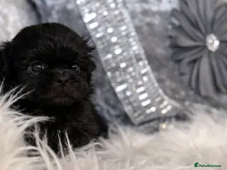 Shih Tzu dogs KC Reg Health Tested Solid Black Boy - Advert 5