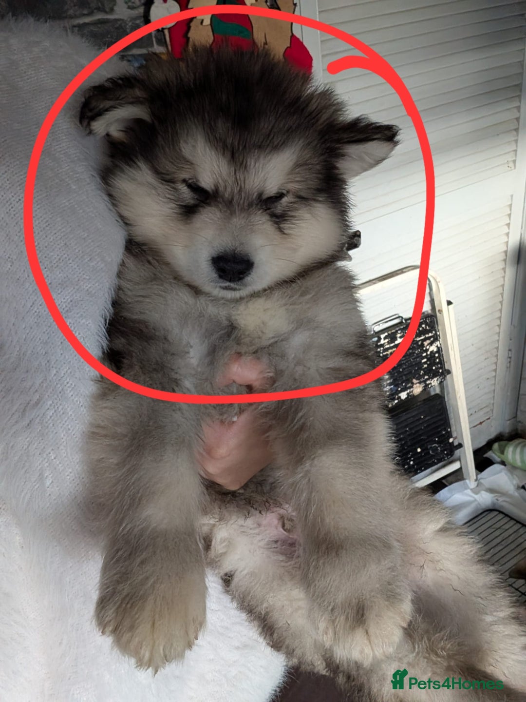 Alaskan Malamute dogs for sale: 2 left KC Alaskan malamute puppies champion lines - Advert 3