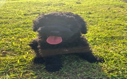 Miniature Poodle dogs for sale: Last Boy and Girl Miniature Poodle puppies  - Image 4