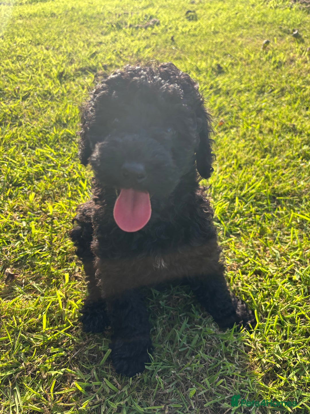 Miniature Poodle dogs for sale: Last Boy and Girl Miniature Poodle puppies  - Image 4