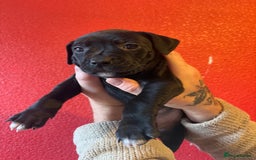 Mixed Breed dogs for sale: Staffordshire cross puppies  - Image 20