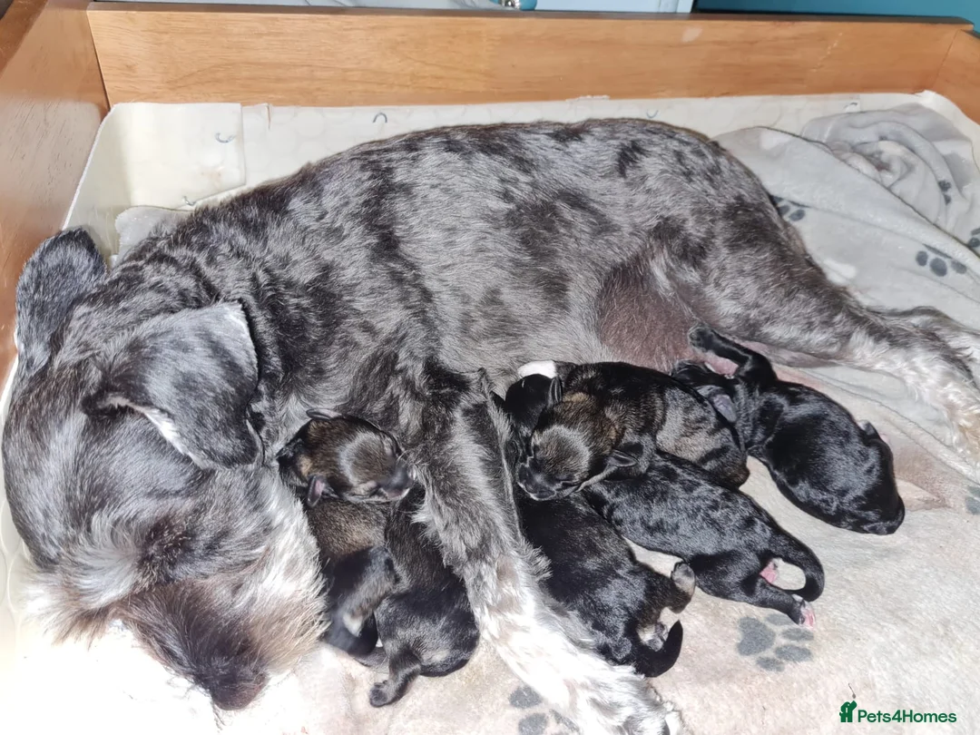 Miniature Poodle dogs for stud: Well PROVEN STUD Archie Minature Poodle  in Chard - Advert 17