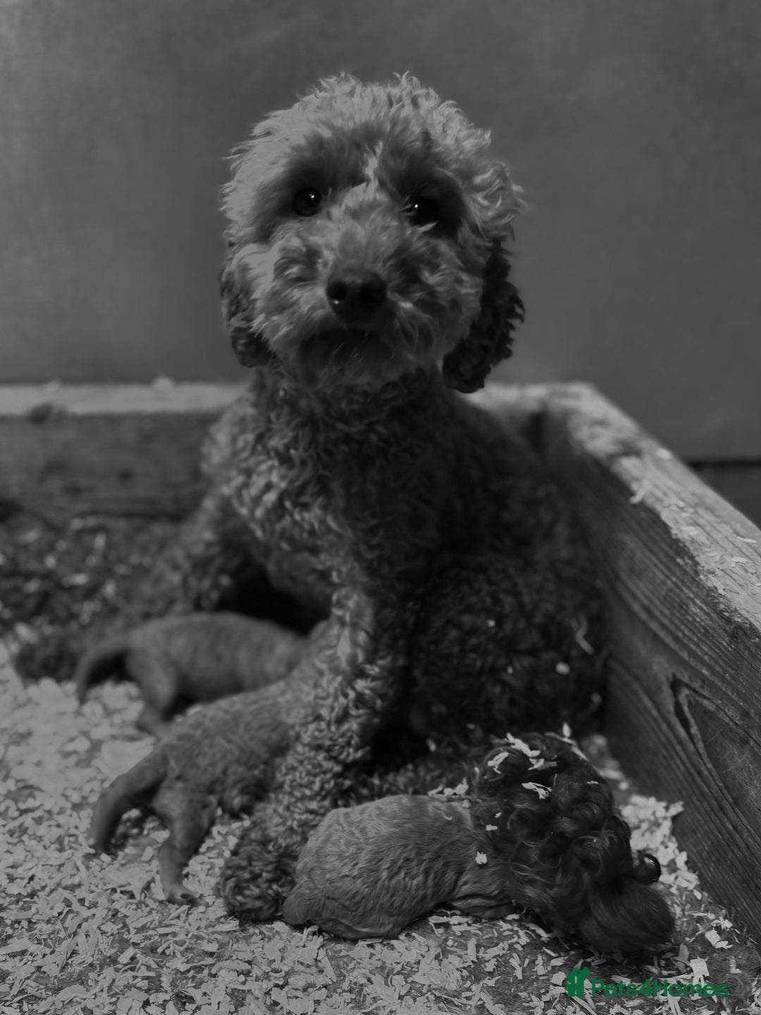 Miniature Poodle dogs for sale: Stunning KC Registered Tiny Red Miniature Poodles - Image 16