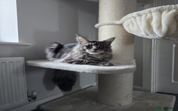 Maine Coon cats for sale: 1 mainecoon and 1 siberian/ mainecoon for sale   - Image 2