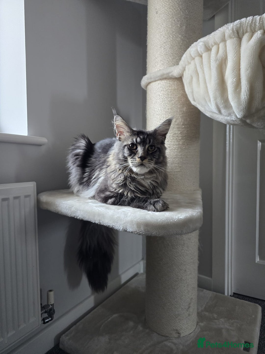 Maine Coon cats for sale: 1 mainecoon and 1 siberian/ mainecoon for sale   - Image 2