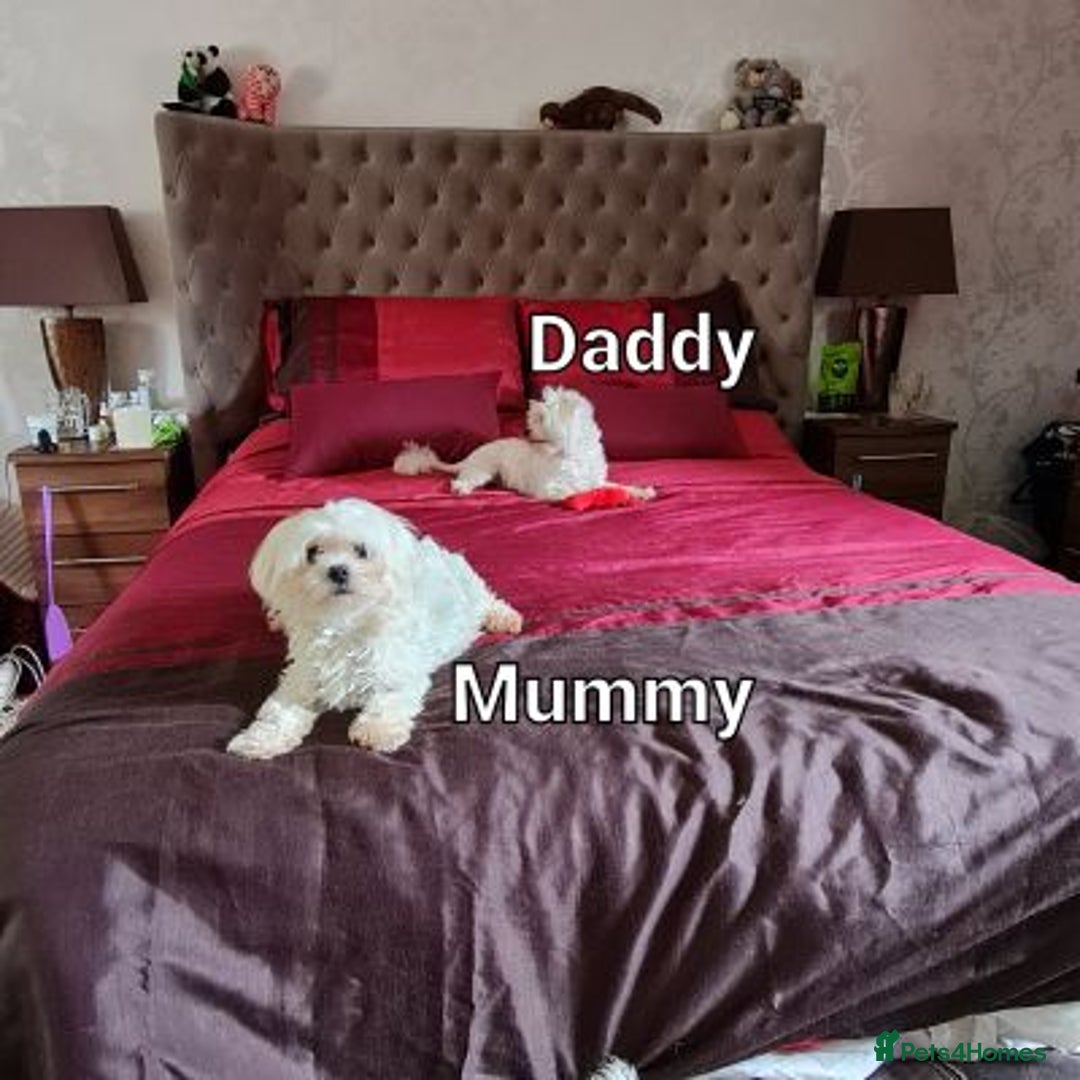 Maltese dogs for sale: Beautiful pure maltese for sale - Advert 7
