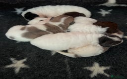 Shar Pei dogs for sale: Amazing flower bear coat !!!  - Advert 8