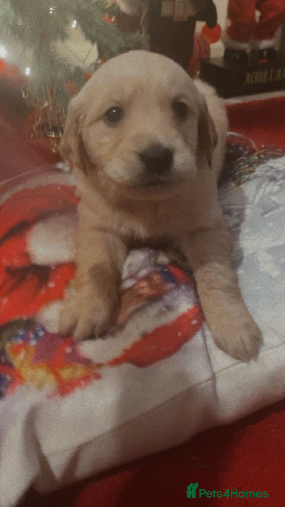 Golden Retriever dogs for sale: Golden retriever 5 boys🐶🐾 - Advert 3