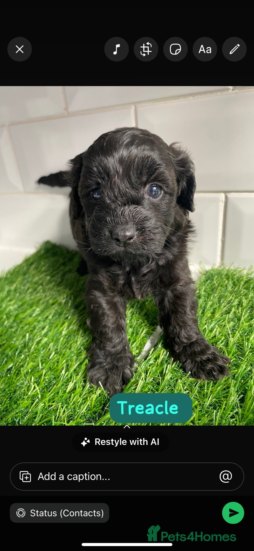 Cavapoo dogs F1 toy cavapoo girl last one available  - Advert 2