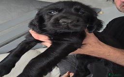 Cocker Spaniel dogs for sale: Working Cocker Spaniels - Image 24