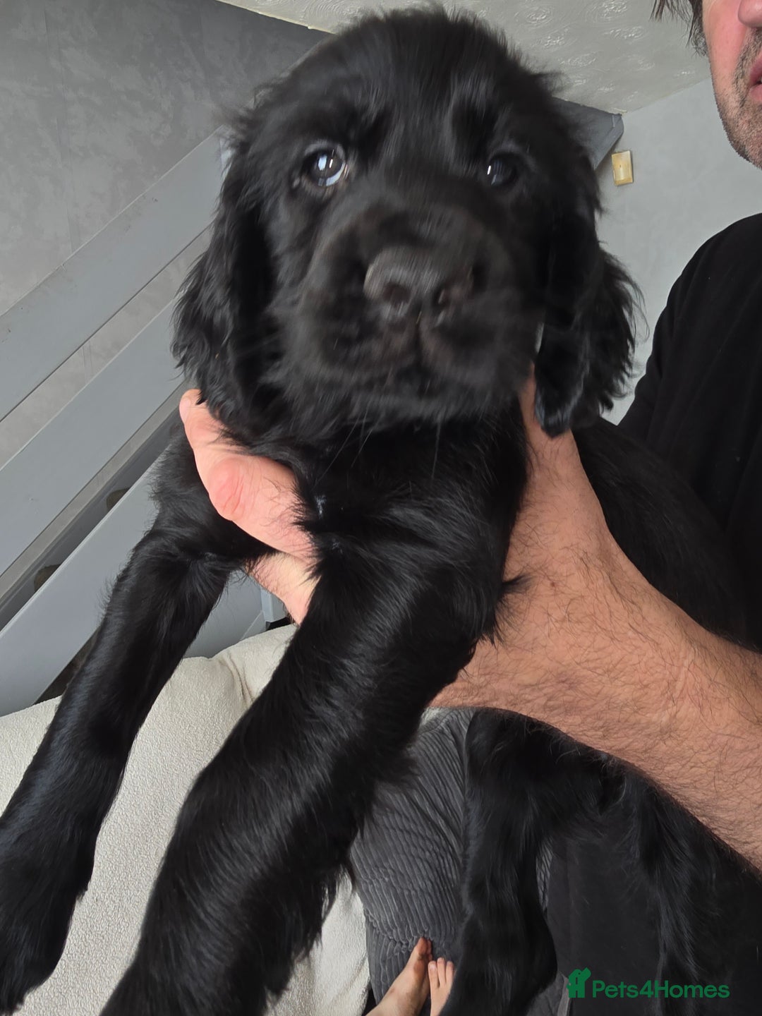 Cocker Spaniel dogs for sale: Working Cocker Spaniels - Image 24