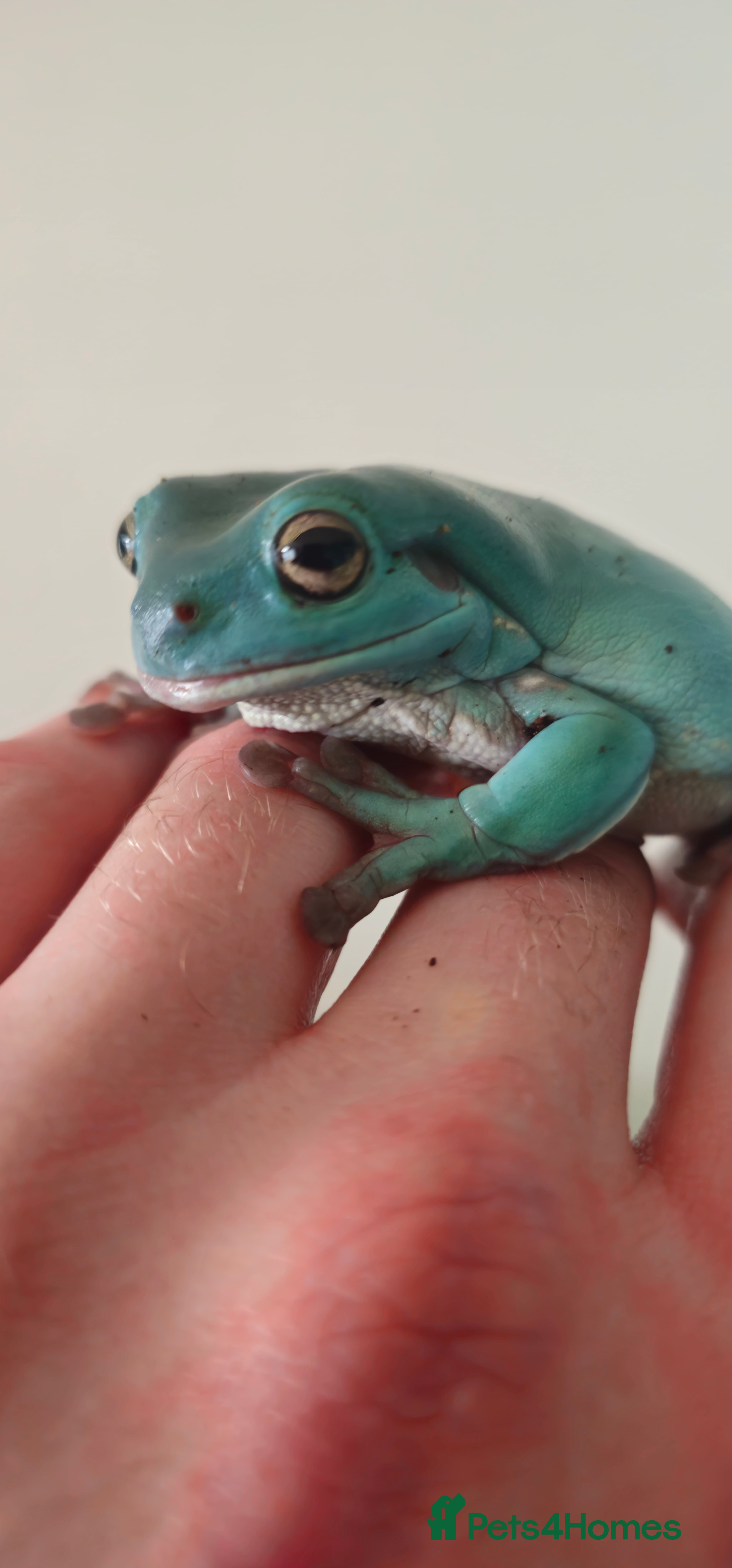 Frog reptiles White tree frog for new home - Advert 9