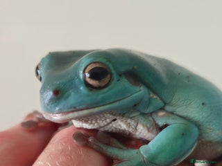 Frog reptiles White tree frog for new home - Advert 1