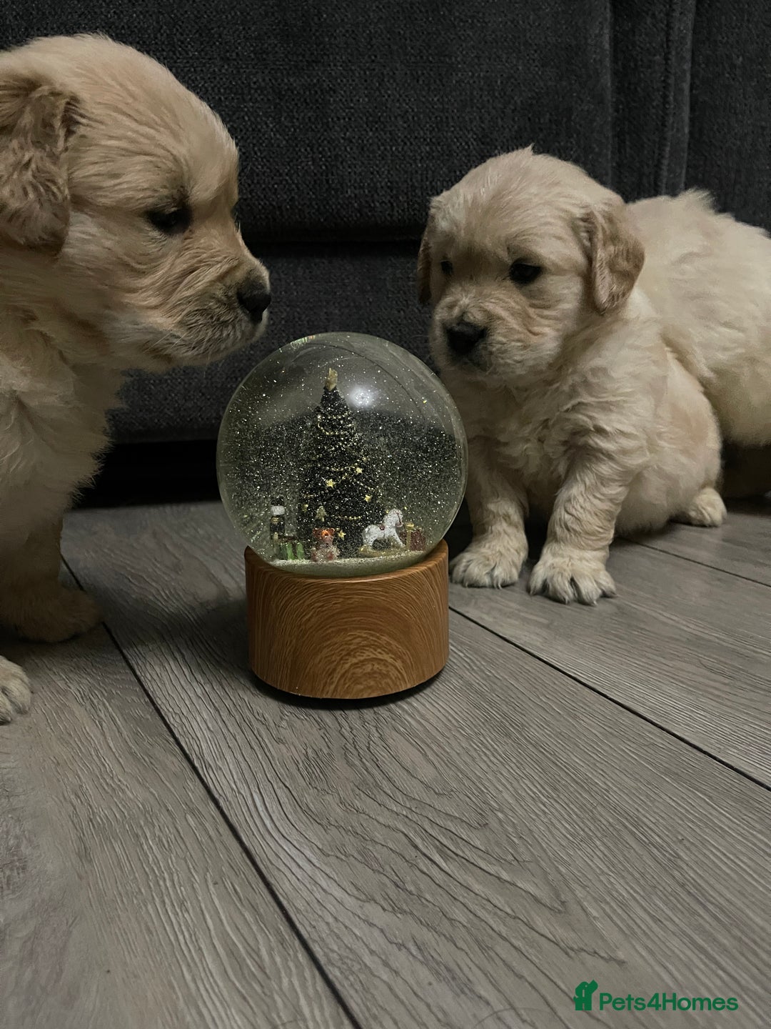 Golden Retriever dogs for sale: Perfectly Awesome Golden Retrievers  - Advert 6