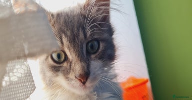Mixed Breed cats - Advert 1
