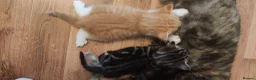 Mixed Breed cats for sale: Four beautiful kittens  - Advert 7