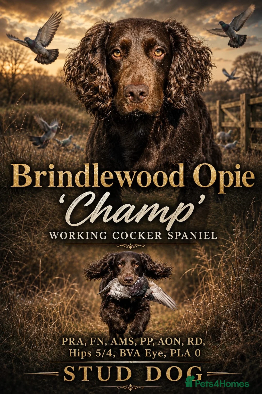 Cocker Spaniel dogs for stud: FOR STUD KC working cocker, Fully Health tested  - Advert 1