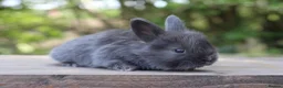 Angora rabbits for sale: Angora Bunnies Ready to leave  - Advert 7