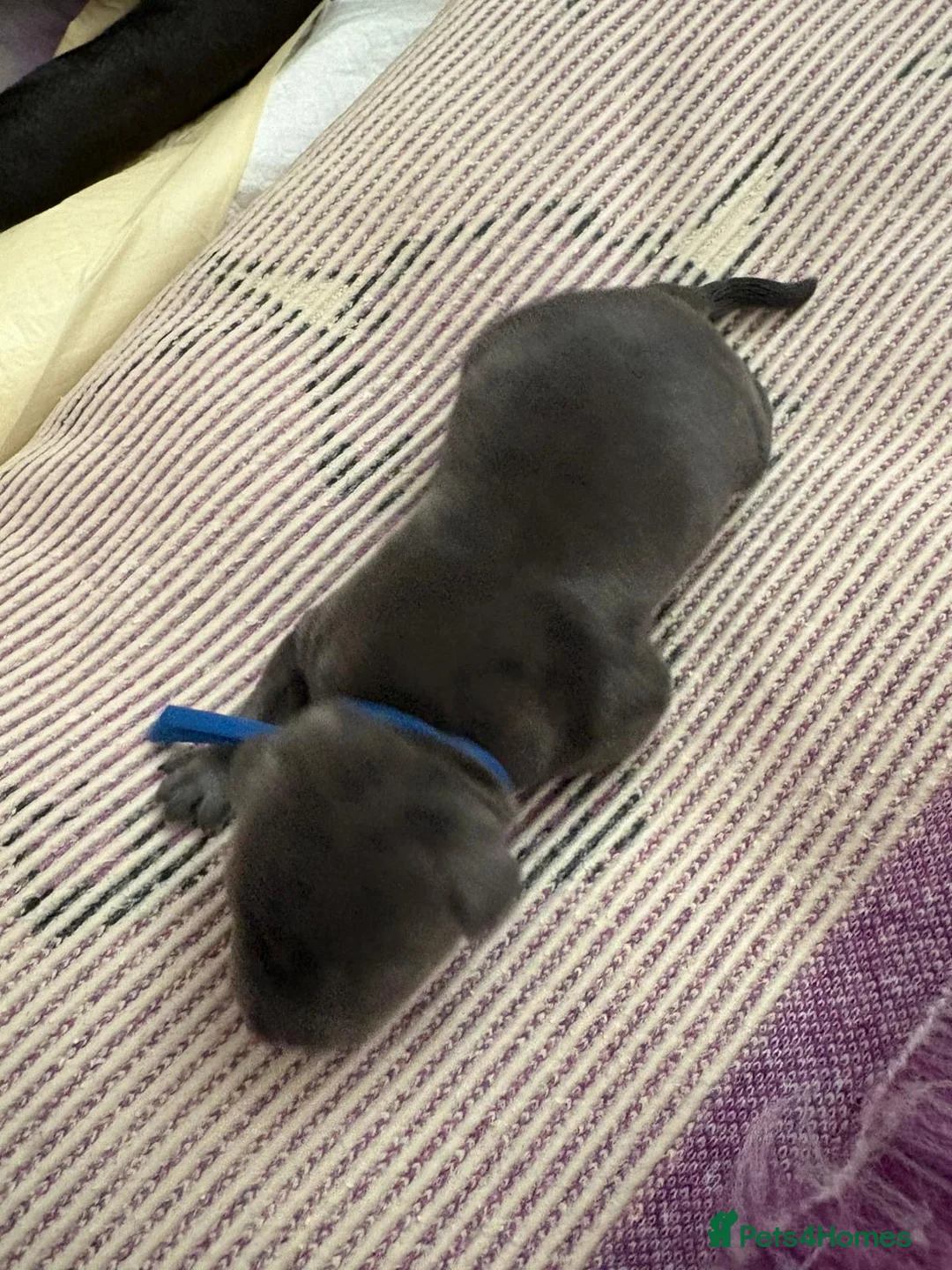 Staffordshire Bull Terrier dogs for sale: Gorgeous staff pups  in London - Advert 11