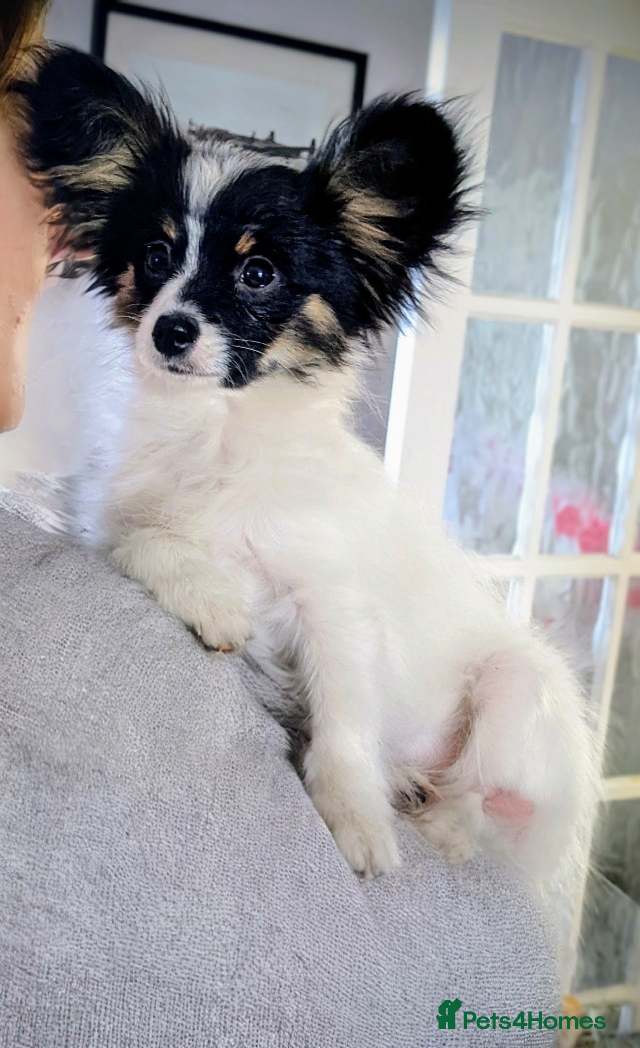 Papillon dogs Boy available  - Advert 2