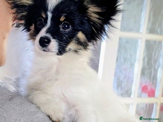 Papillon dogs Boy available - Advert 5