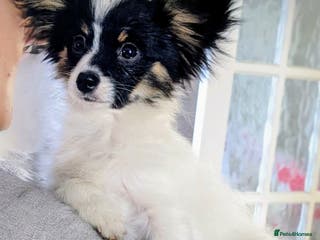 Papillon dogs Boy available - Advert 4