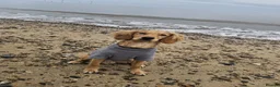 Cockapoo dogs for stud: Male cockapoo for stud  in Great Yarmouth - Advert 2