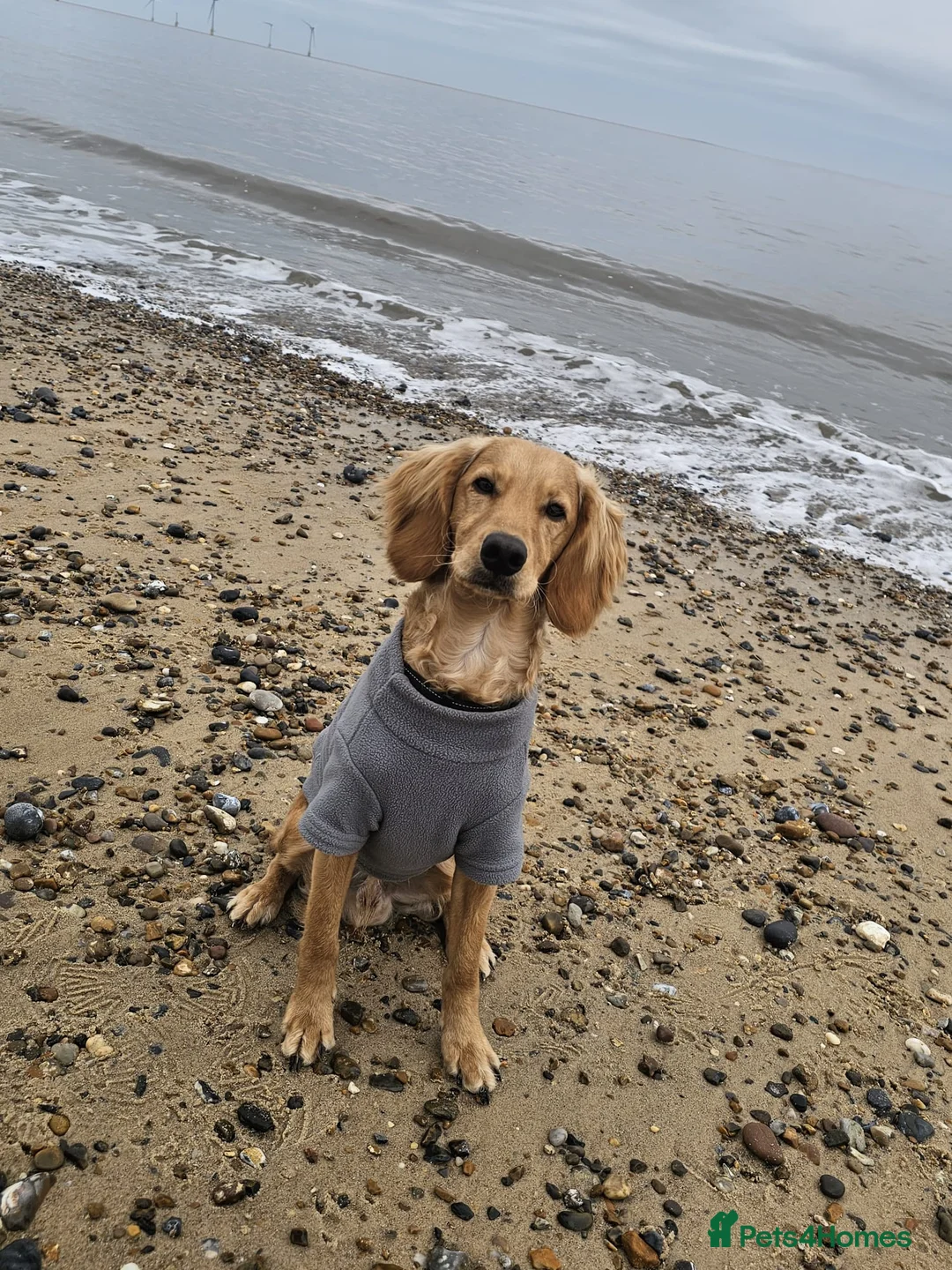 Cockapoo dogs for stud: Male cockapoo for stud  in Great Yarmouth - Advert 2